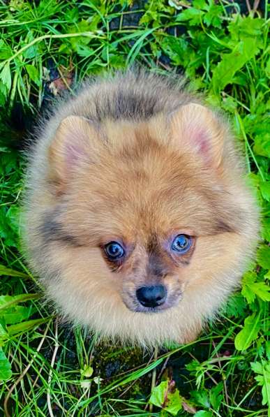 Щпиц в Санкт-Петербурге фото 4