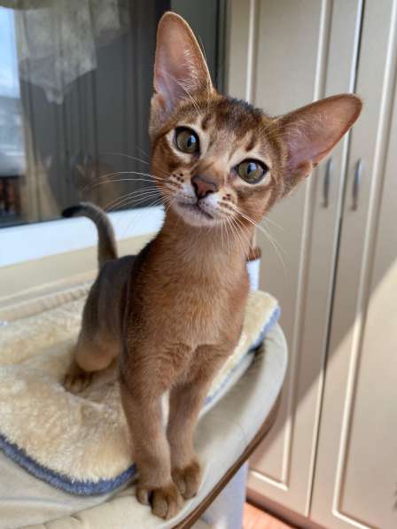 Девочка абиссинка из питомника с документами в 