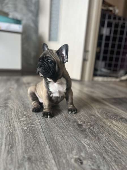 Продам щенков французского бульдога в Красноярске фото 4