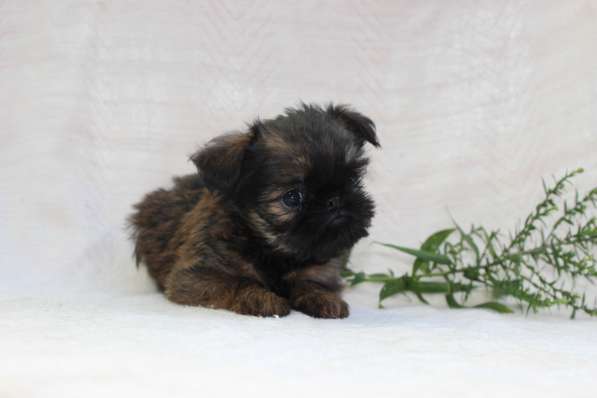 Щенки Брюссельского гриффона