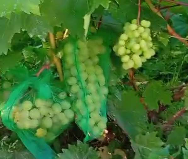 Саженцы винограда Южного Подмосковья в Чехове фото 18