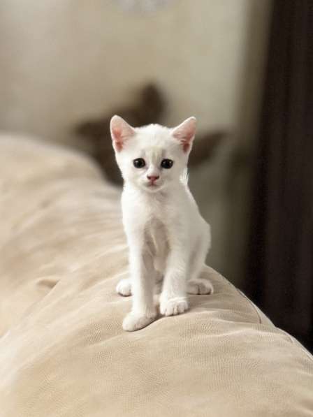 БЕСПЛАТНО!!!!Котята в добрые руки