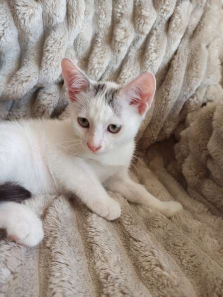 Ищет дом нежный котёнок, 2 мес в 