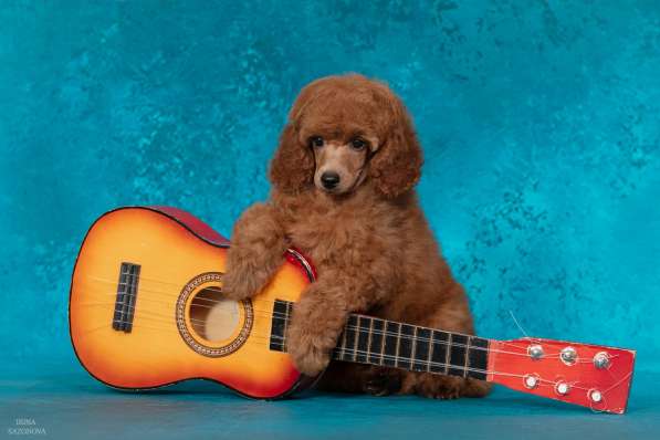 Миниатюрный пудель щенок в Москве фото 10