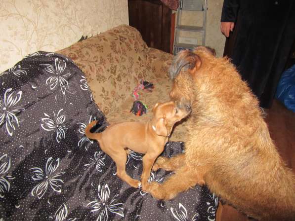 Отдам щенков в Алексине фото 6