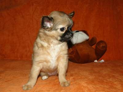 чишки-малыши и малышки в Санкт-Петербурге фото 7