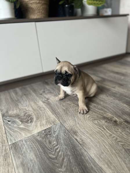 Продам щенков французского бульдога в Красноярске фото 3