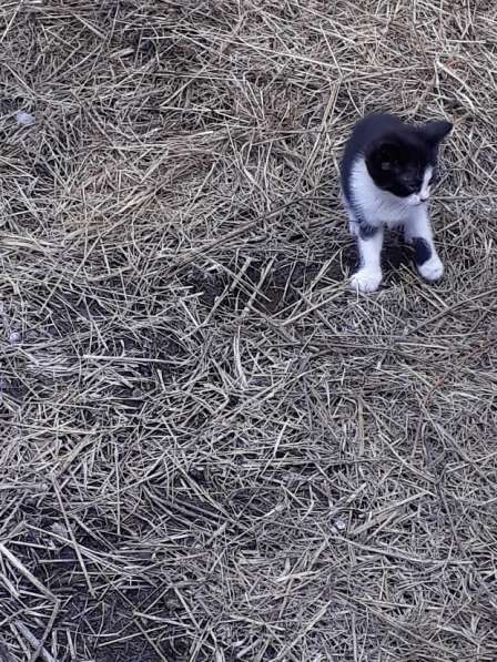 Котёнок для ловли крыс, мышей, хомяков и пр в Новомосковске