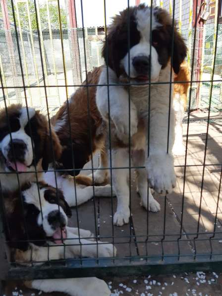 Щенки сенбернара в фото 76