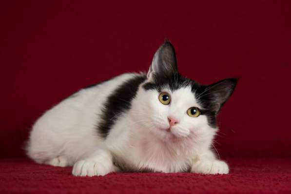 Ищет дом котенок турецкого вана Маня