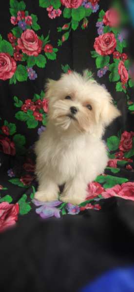 Maltese. Mini girl