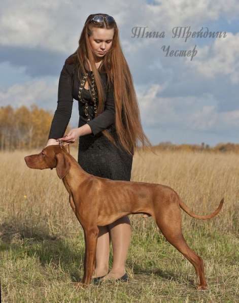 Венгерская выжла щенки в Звенигороде фото 3