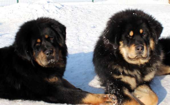 Тибетский мастиф - лучший страж на территории в Москве фото 142