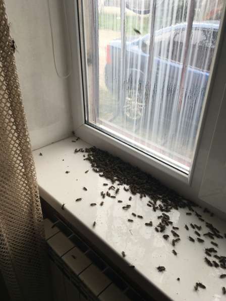 Уничтожение тараканов клопов блох муравьев и других насеком в Ставрополе фото 4
