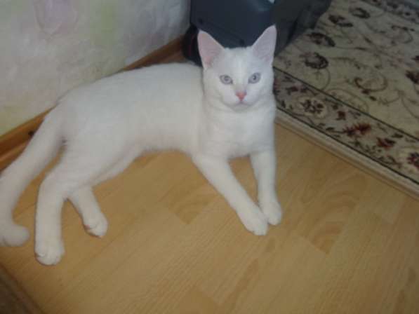 Белый голубоглазый котик с документами в фото 11