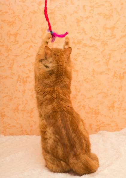 Котик Валя в поисках своего человека в Сергиевом Посаде фото 3