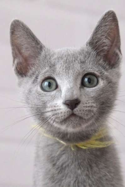 Котята Русская голубая в Тюмени фото 20