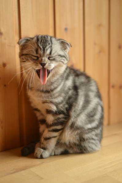 Шотландская вислоухая девочка-котенок в Санкт-Петербурге фото 4