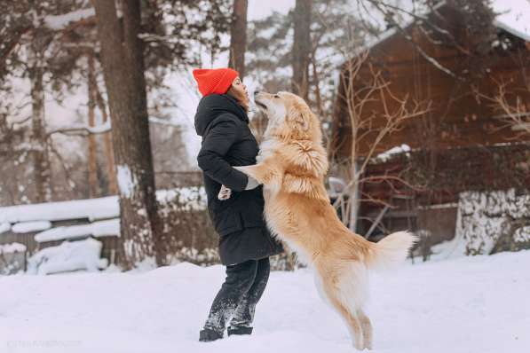 Шикарный пёс Нортон в добрые руки в Москве фото 4