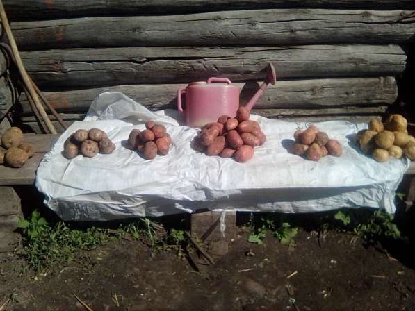 Свежий картофель в Новосибирске фото 7