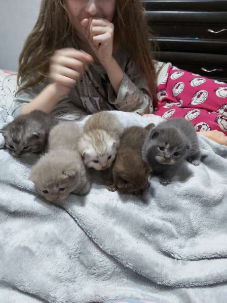 Шотландцы в фото 6