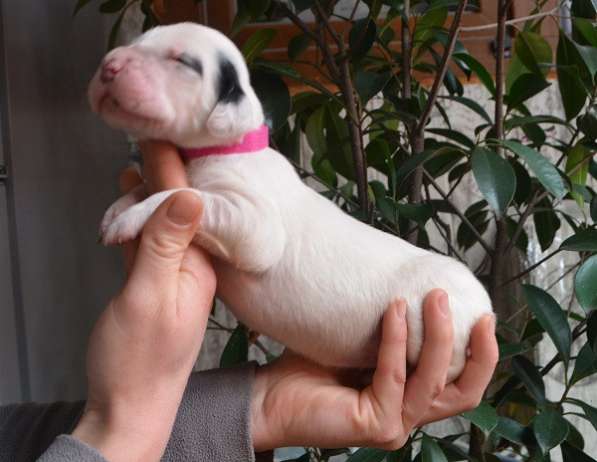 Английский сеттер щенки из элитного питомника в Москве фото 20
