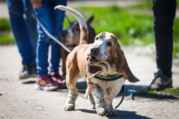 Бассеты Гоша и Ника в добрые руки в Москве фото 5