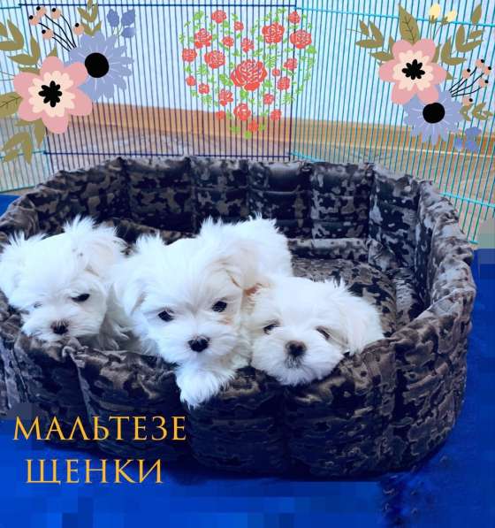 Щенки мальтезе. Мальтийская болонка