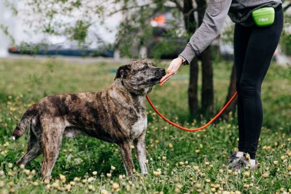 Тайгер - пес с необычным окрасом ищет хозяина в Москве фото 3