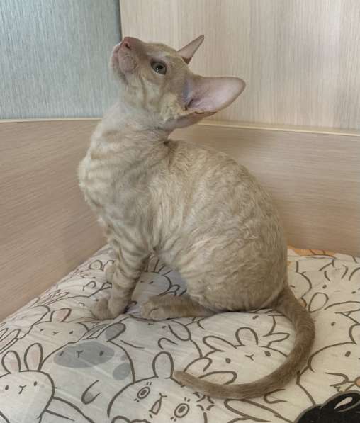 Корниш рекс в Москве фото 20