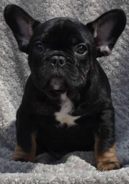 French bulldog. Black tan boy в фото 4