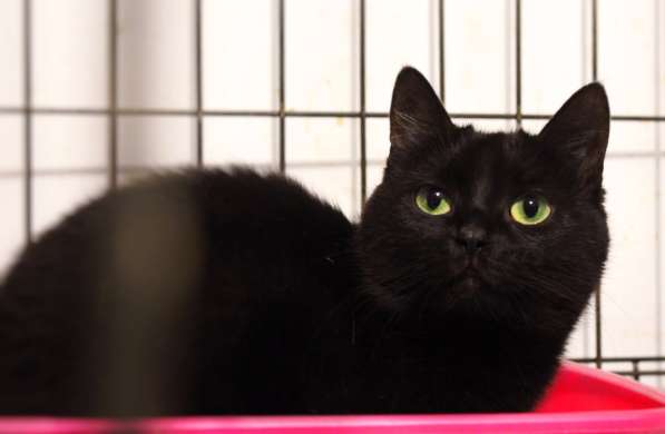 Загадочная Джина ждёт своего человека в Москве фото 3