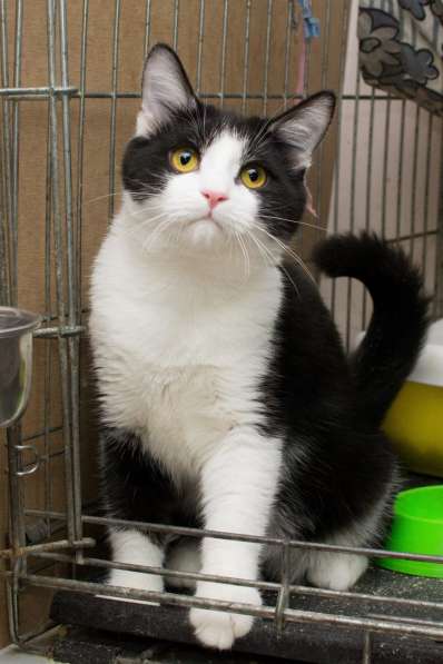 Гордый Ди Каприо ищет своего покровителя в Москве фото 4