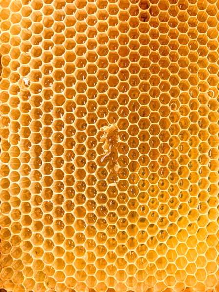 Изумительный мёд алтайский