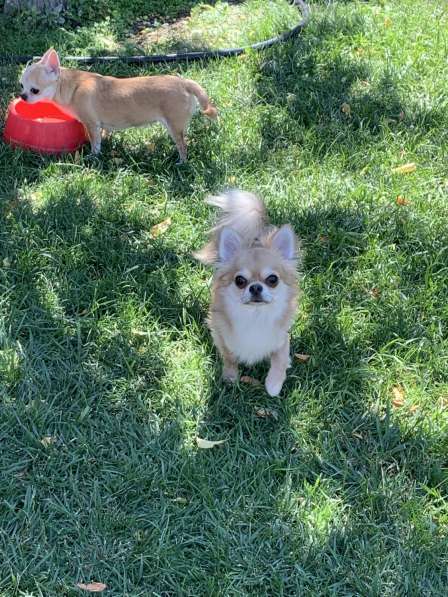 Chihuahua в 