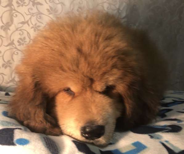 Тибетский мастиф щенки в Твери фото 9