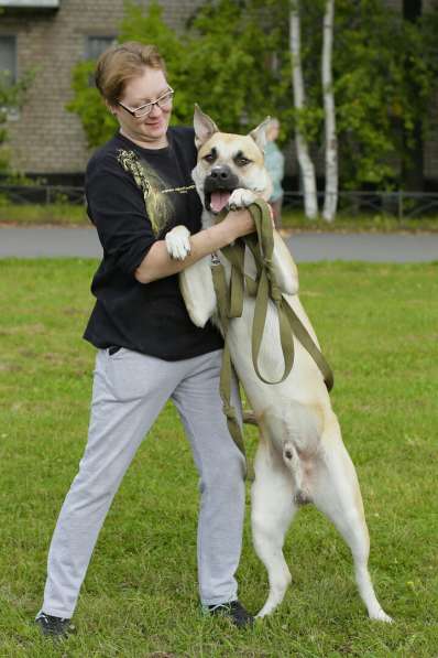 Крупный, молодой и сильный пёс с харизмой в Санкт-Петербурге фото 10