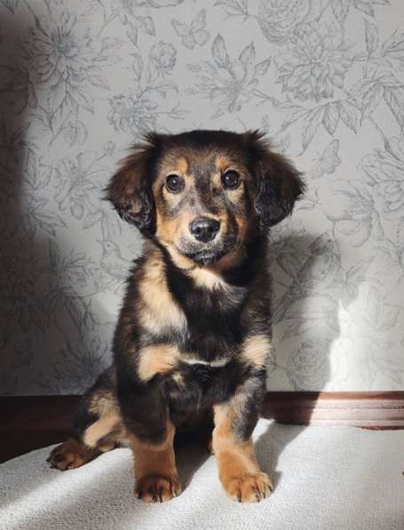 В добрые ручки