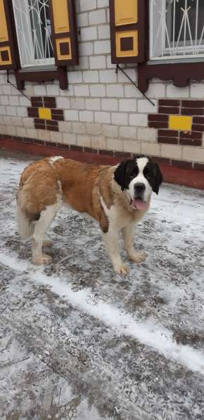 Щенки сенбернара в фото 18