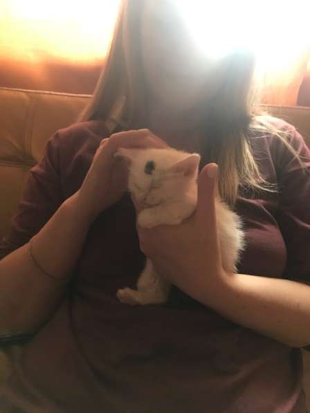 Белый кот в Москве фото 4