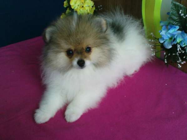 Девочка шпица в Симферополе фото 12