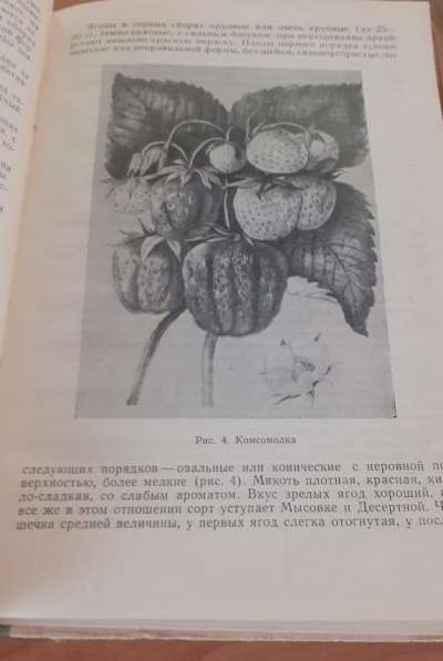 Культура ягодников в приусадебных садах Смольянинова 1966г в 