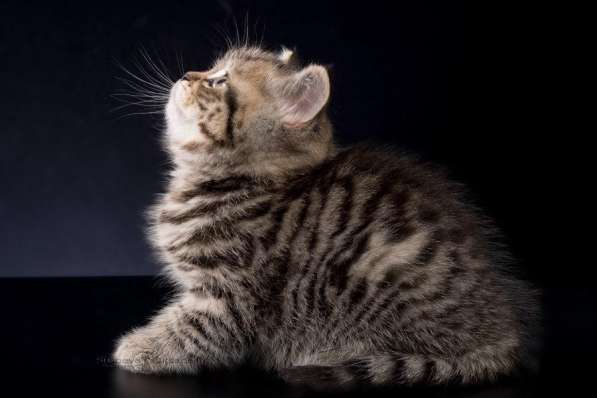 Продается британский котенок, девочка в фото 3