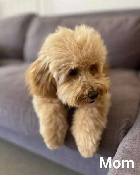 Villakoiran Pennut в фото 11