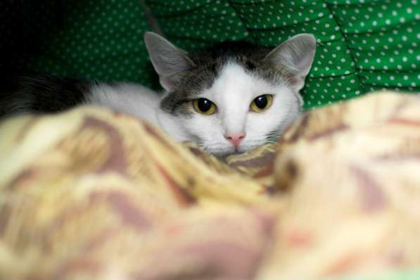 Скоро ли Миссис встретит своего хозяина в Москве фото 4