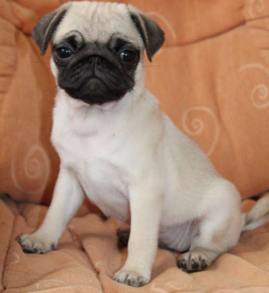 Мопс в фото 3