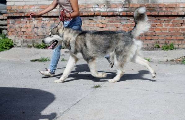 Общий курс послушания и ринговая дрессировка собак в Новосибирске фото 3