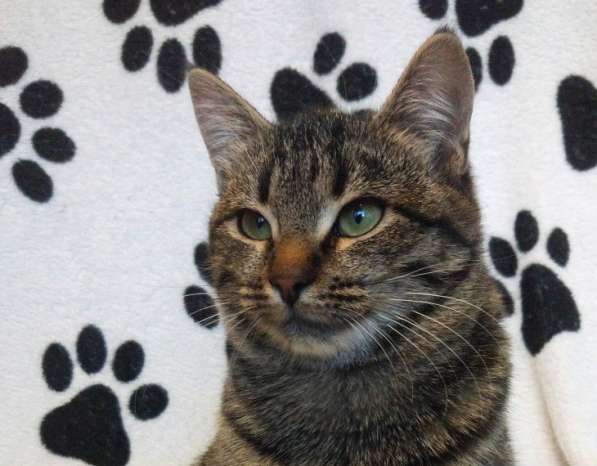 Мраморная красавица Маргоша ищет дом! в Москве фото 3