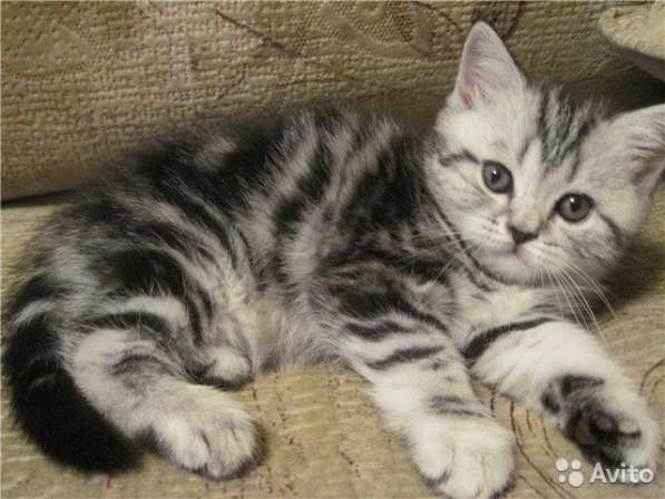 Супер милые котейки в Костроме фото 10