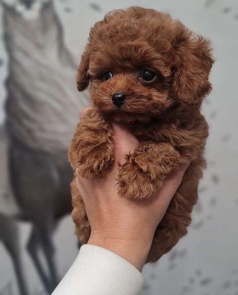 Toy poodle red brown в фото 3